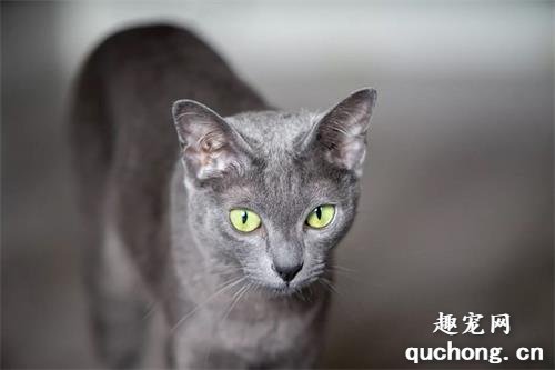 如何区分克拉特猫和俄罗斯蓝猫?