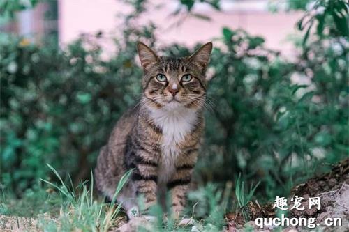 对主人最“忠心”的5种猫咪,养一只,暖一生
