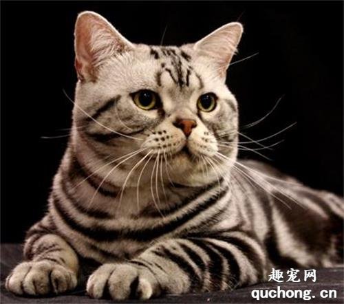 标准的美国短毛猫的颜色都有哪些?