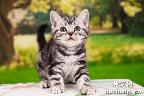 标准的美国短毛猫的颜色都有哪些?