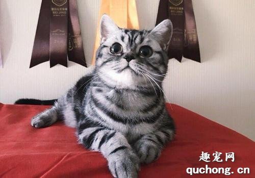 标准的美国短毛猫的颜色都有哪些?