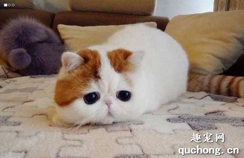 异国短毛猫(加菲猫)多少钱一只?