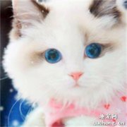 <b>为什么布偶猫价格那么贵？</b>