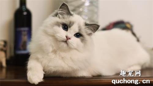 为什么布偶猫价格那么贵?
