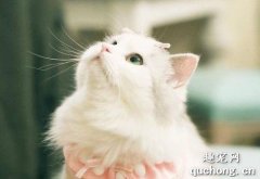 <b>布偶猫的优点和缺点有哪些？</b>