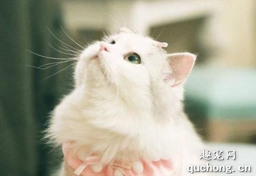 布偶猫的优点和缺点有哪些?