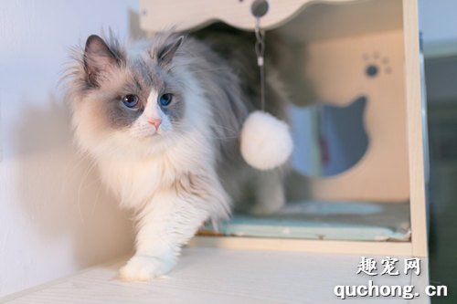 布偶猫的优点和缺点有哪些?