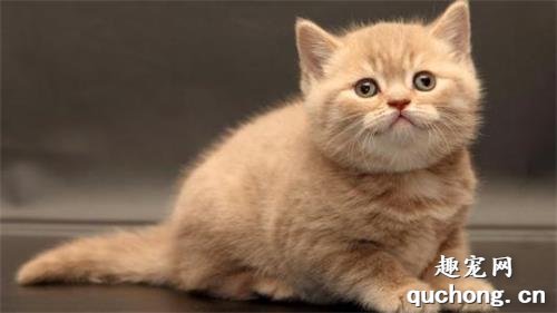 如何从外形来鉴别英国短毛猫？