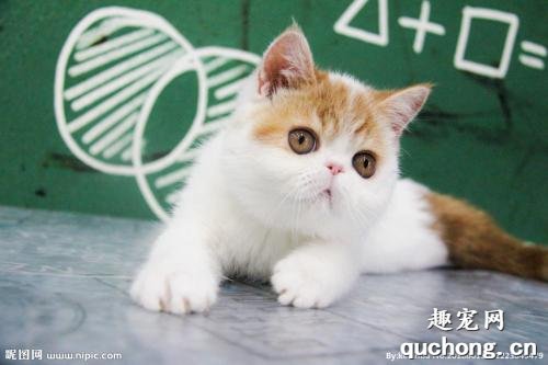 如何挑选一只纯种的异国短毛猫(加菲猫)?