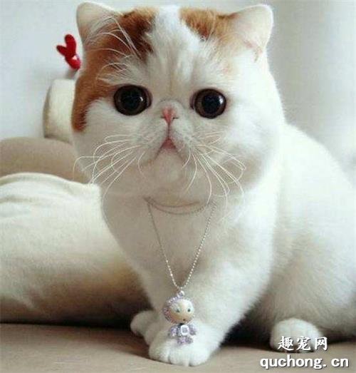如何挑选一只纯种的异国短毛猫(加菲猫)?