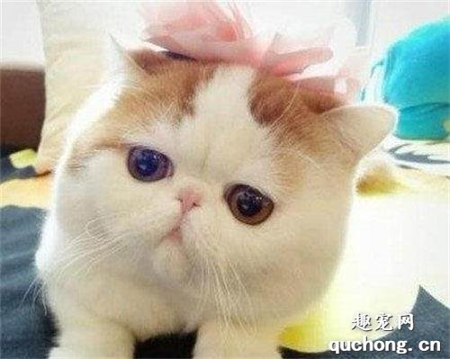 如何挑选一只纯种的异国短毛猫(加菲猫)?