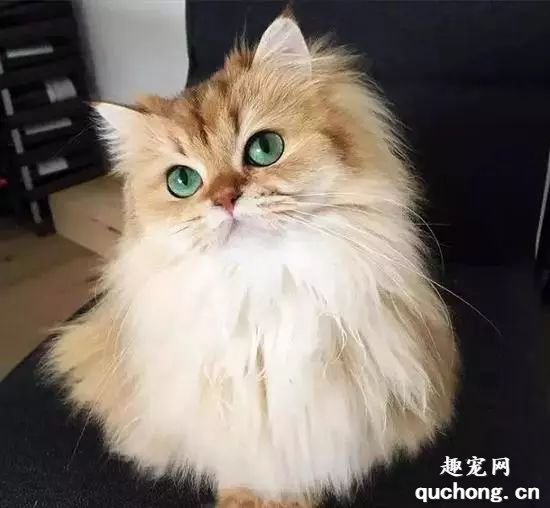 猫咪美图,猫咪萌照,猫咪摄影,猫咪图片