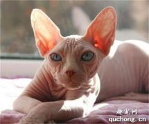 <b>斯芬克斯猫多少钱一只？</b>