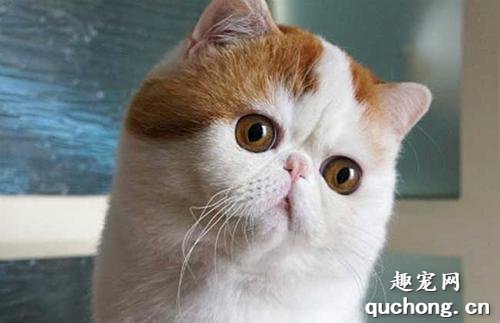 如何选购异国短毛猫?异国短毛猫品相判断
