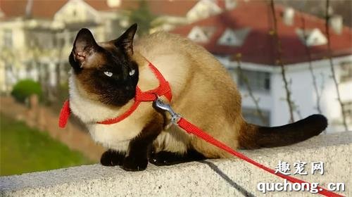 暹罗猫为什么会被称为“猫中狗”?