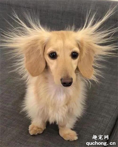 <b>腊肠犬睡了一觉醒来，秒变成了金毛狮王，这模样笑喷了！</b>