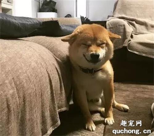 <b>主人外出回家，柴犬突然冲他邪魅一笑，于是他顺着狗低头一看.....</b>