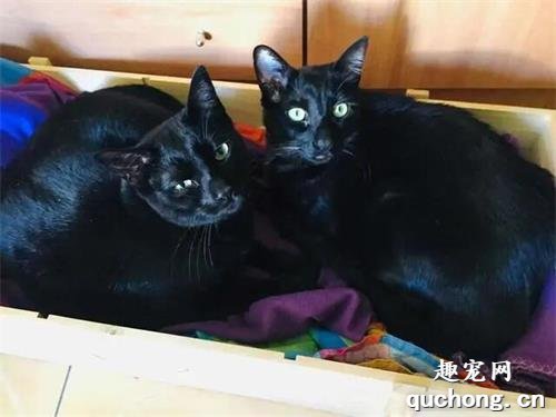 <b>流浪猫闯进家中，冒充黑猫享受生活，被抓包后真假难辨</b>