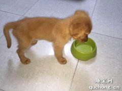 <b>怎样喂小狗吃饭 狗狗用餐顺序的训练方法?</b>