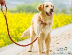 <b>如何用狗绳有效训狗 让狗狗听话的训练方法</b>