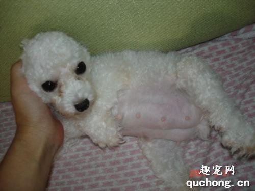 怎样饲养管理好妊娠母犬?