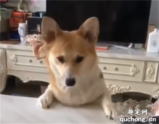 <b>柯基的搞笑瞬间真的好傻，哈哈哈哈哈哈…</b>