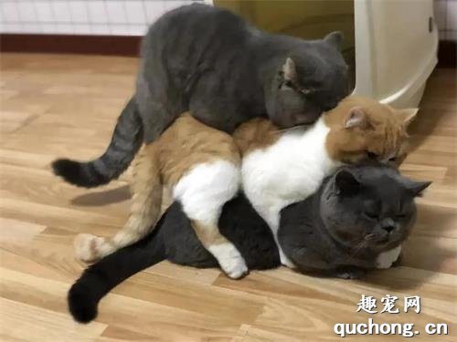 <b>发情期到了，家里三只小公猫简直没眼看！</b>