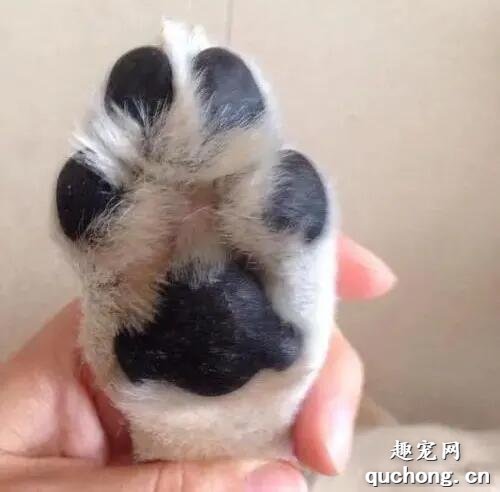 如何给狗狗保养小爪子？