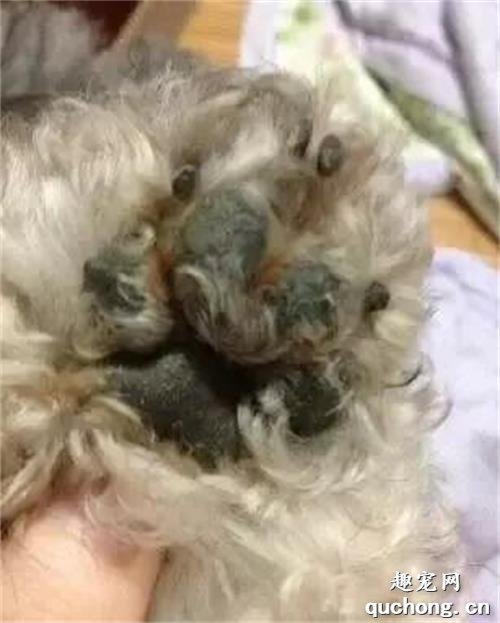 如何给狗狗保养小爪子？