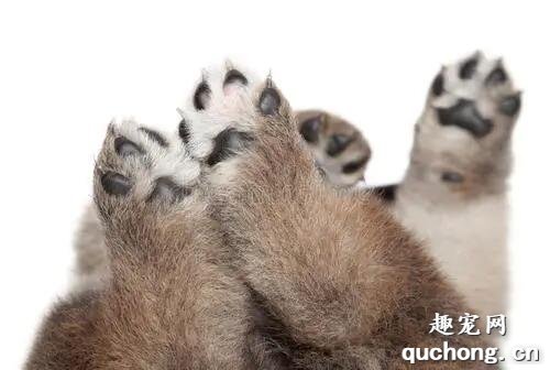 如何给狗狗保养小爪子？