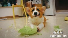 <b>狗狗能不能吃卷心菜？</b>