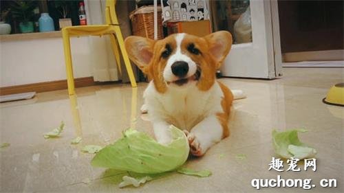 狗狗能不能吃卷心菜？