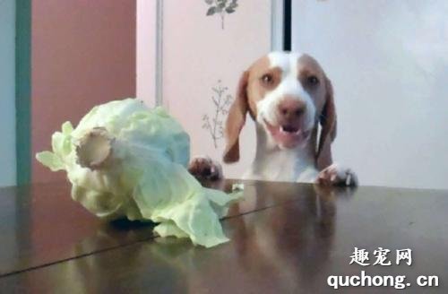狗狗能不能吃卷心菜？