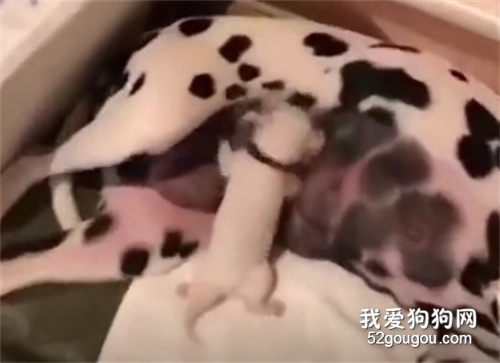 <b>小奶狗仗着自己是独生子，喝个奶都嘚瑟成这样……</b>
