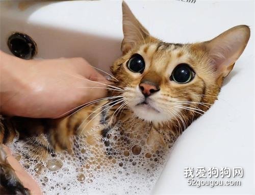 孟加拉豹猫的有什么特点？颜值高，气质好！