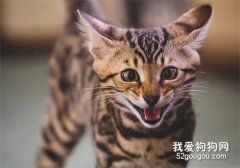 <b>孟加拉豹猫的有什么特点？颜值高，气质好！</b>