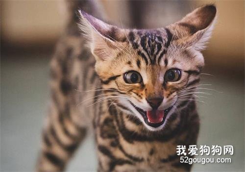 孟加拉豹猫的有什么特点？颜值高，气质好！