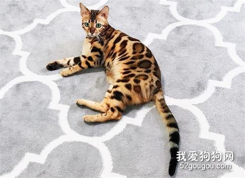 孟加拉豹猫的有什么特点？颜值高，气质好！