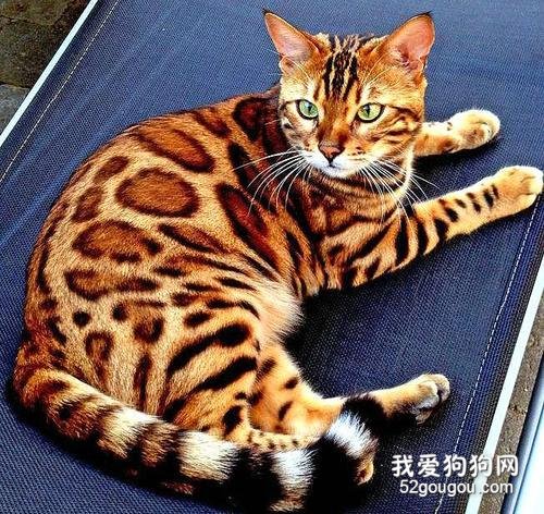 孟加拉猫多少钱一只？