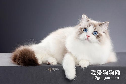 <b>世界十大最温顺的猫咪品种排名</b>