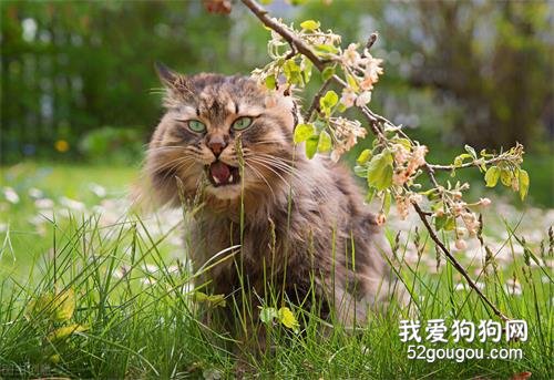 对猫咪过敏,能养什么猫好呢?