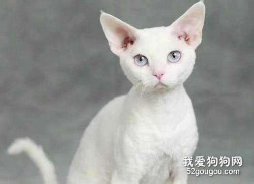 对猫咪过敏,能养什么猫好呢?