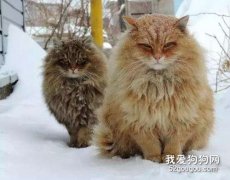 <b>为什么西伯利亚猫不适合在城市里面养？</b>