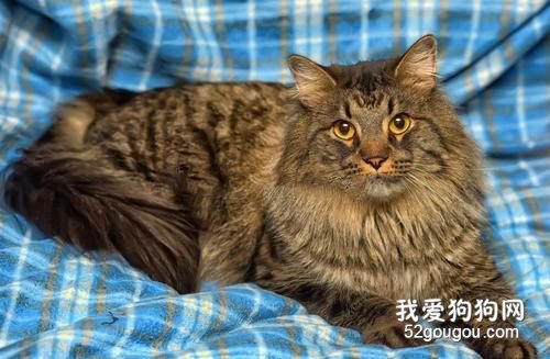 为什么西伯利亚猫不适合在城市里面养?