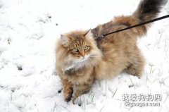 <b>西伯利亚猫的生活习性有哪些？</b>