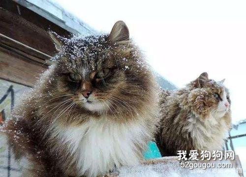 西伯利亚猫的生活习性有哪些?