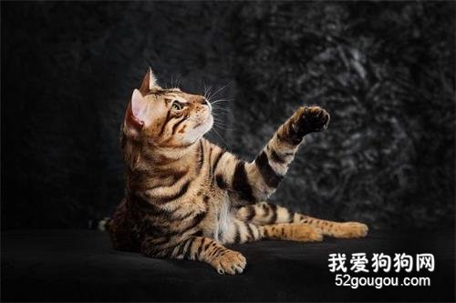 全球10大最美的猫咪品种，你喜欢哪种？