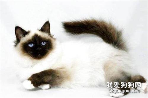 全球10大最美的猫咪品种，你喜欢哪种？