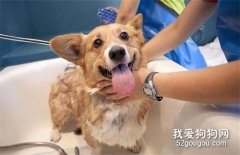 <b>狗狗洗澡的注意事项，你知道多少？</b>