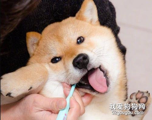 如何预防狗牙齿问题？